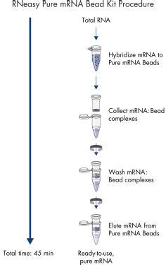 RNeasy Pure mRNA Bead Kit .